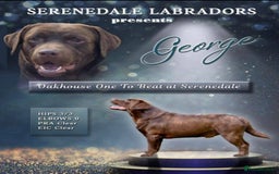 Labrador Retriever dogs for stud: Show Chunky Chocolate Male For Stud - Image 1