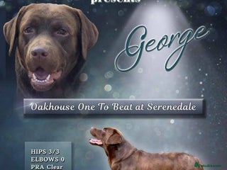 Labrador Retriever dogs - Advert 12