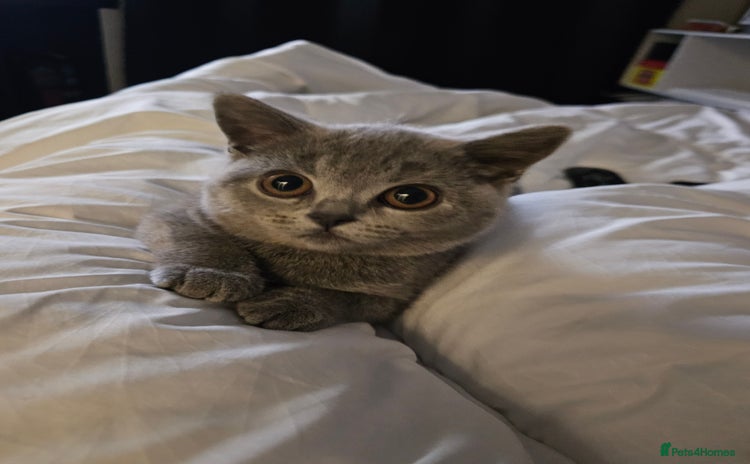 British Shorthair cats - Advert 13