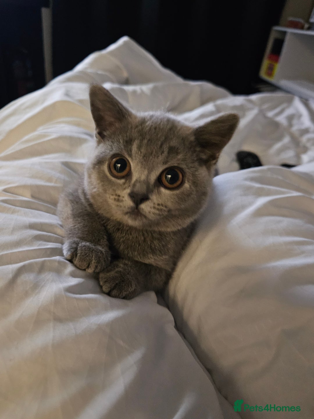 British Shorthair cats for sale: Female British shorthair  - Image 1
