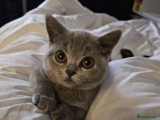 British Shorthair cats - Advert 19