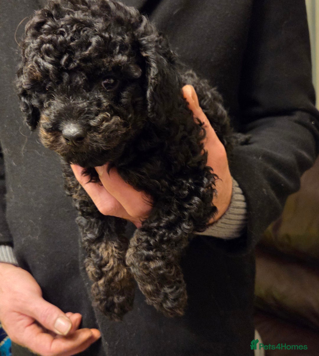 Toy Poodle dogs for sale: Kc reg toy poodles  - Advert 8
