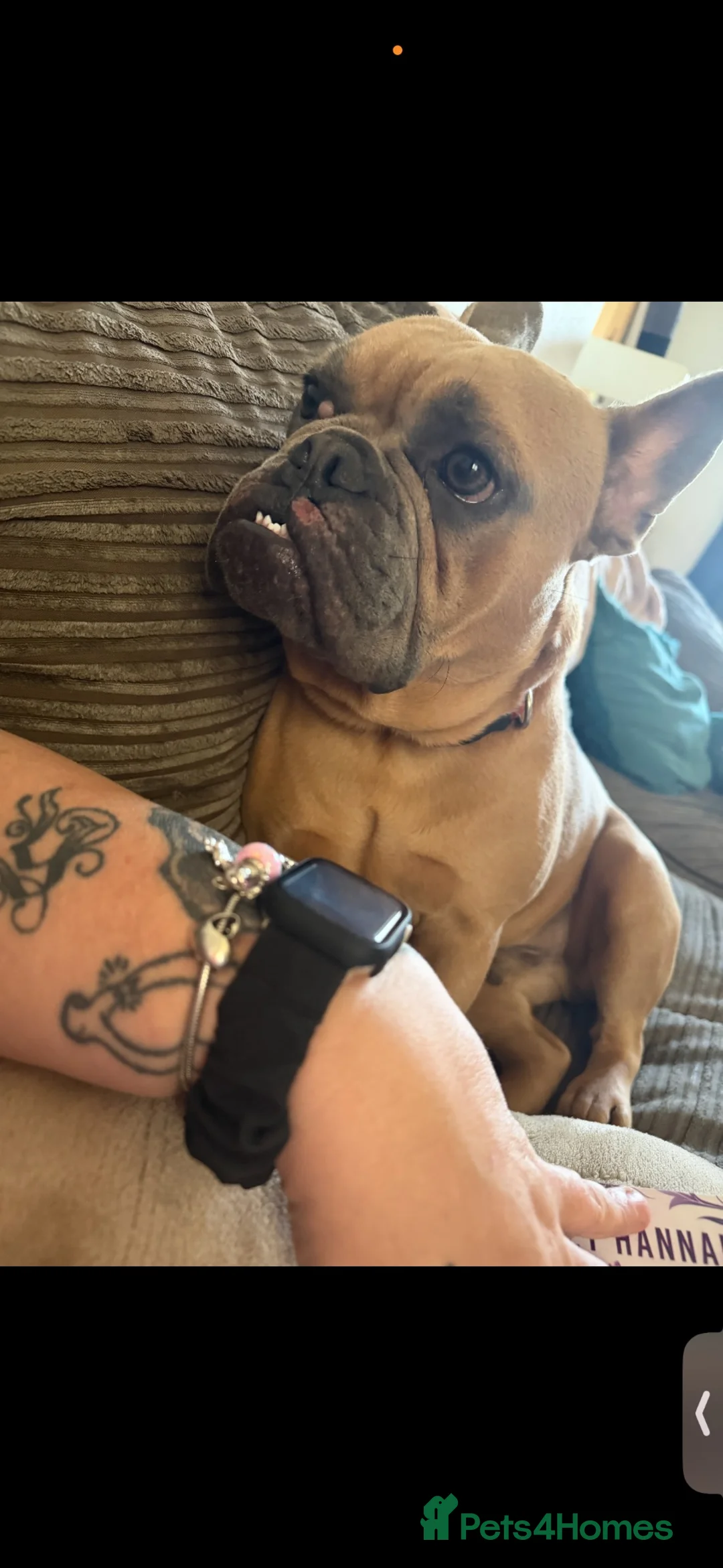 Mixed Breed dogs for sale: Mixed Breed French Bulldog needing Rehoming  in Leicester - Advert 2