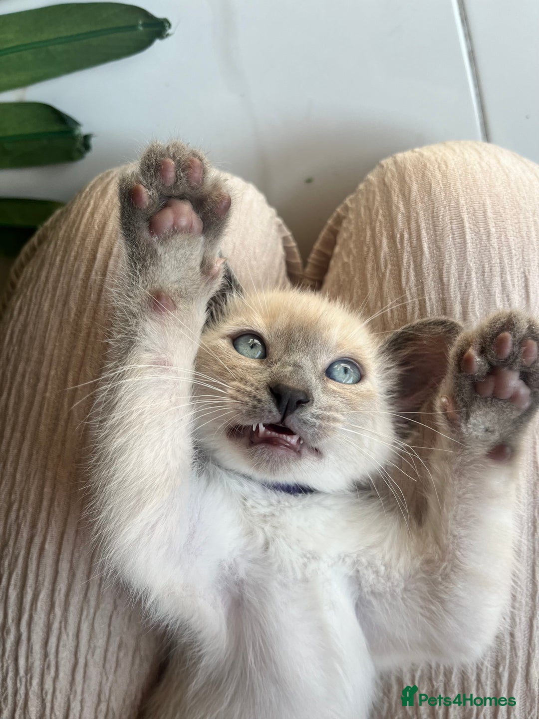 Siamese cats for sale: Human Toilet Trained! Exquisite Siamese Kittens - Image 12