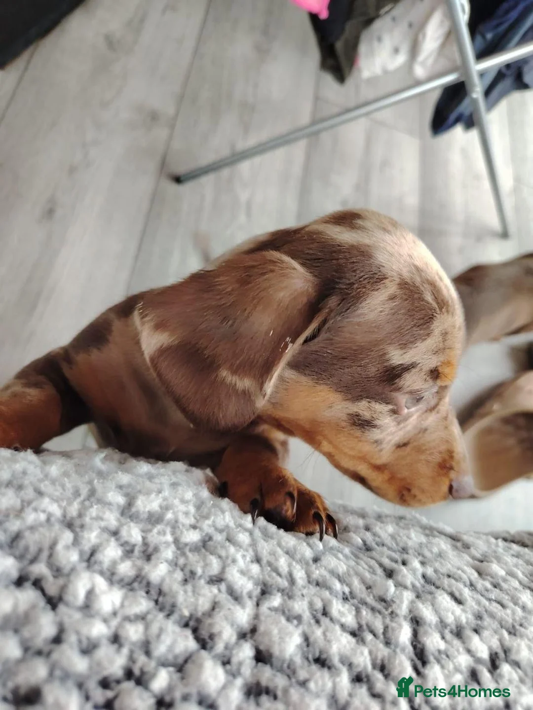 Miniature Dachshund dogs for sale: stunning miniature dachshunds puppies for sale in Derby - Advert 2