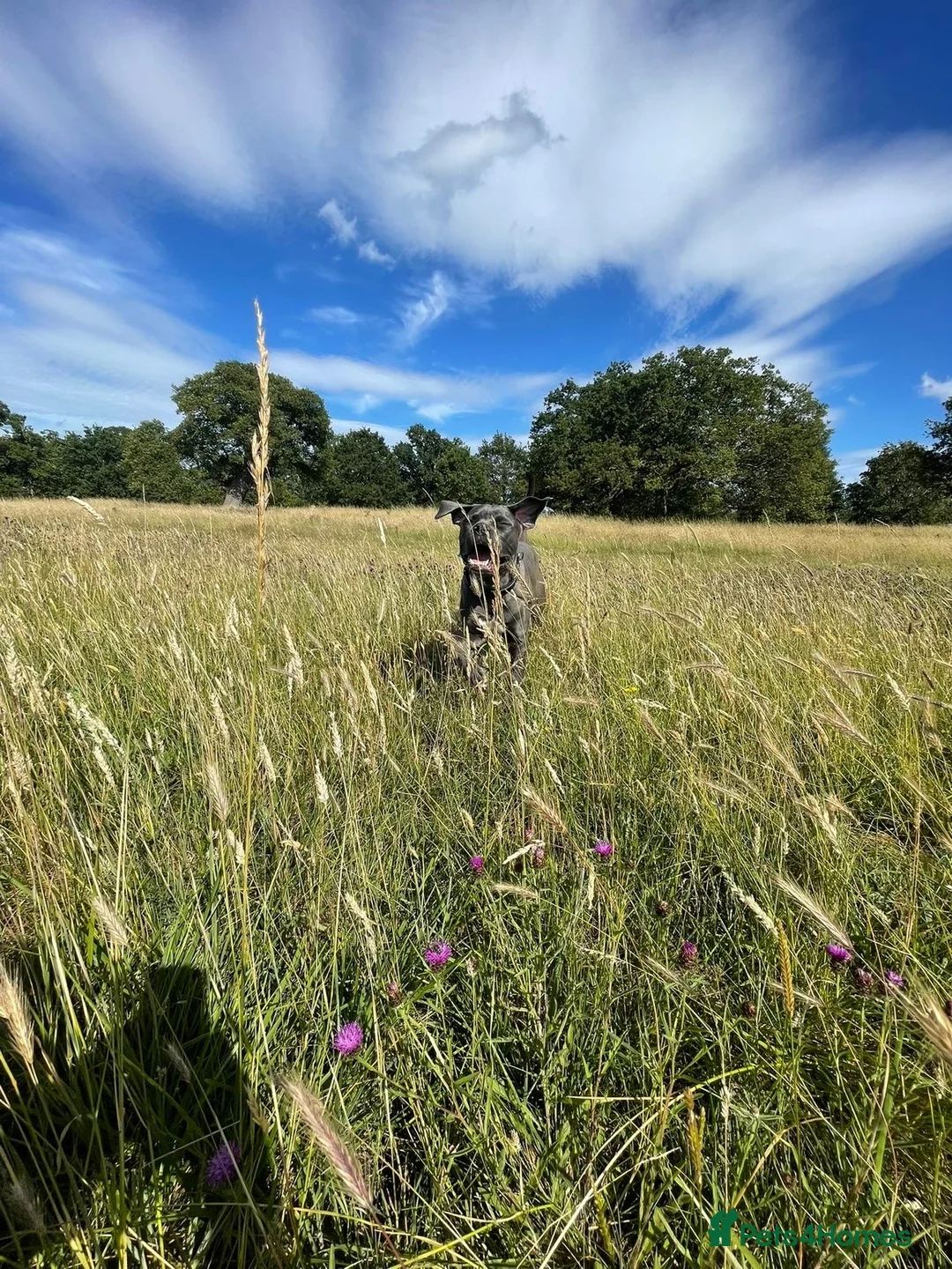 Mixed Breed dogs for sale: READY TO LEAVE  Belgium malinios x cane corso mix - Advert 15