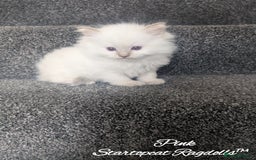 Ragdoll cats for sale: GCCF Pedigree Ragdoll Kittens Champion Lines - Image 3