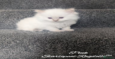 Ragdoll cats - Advert 10