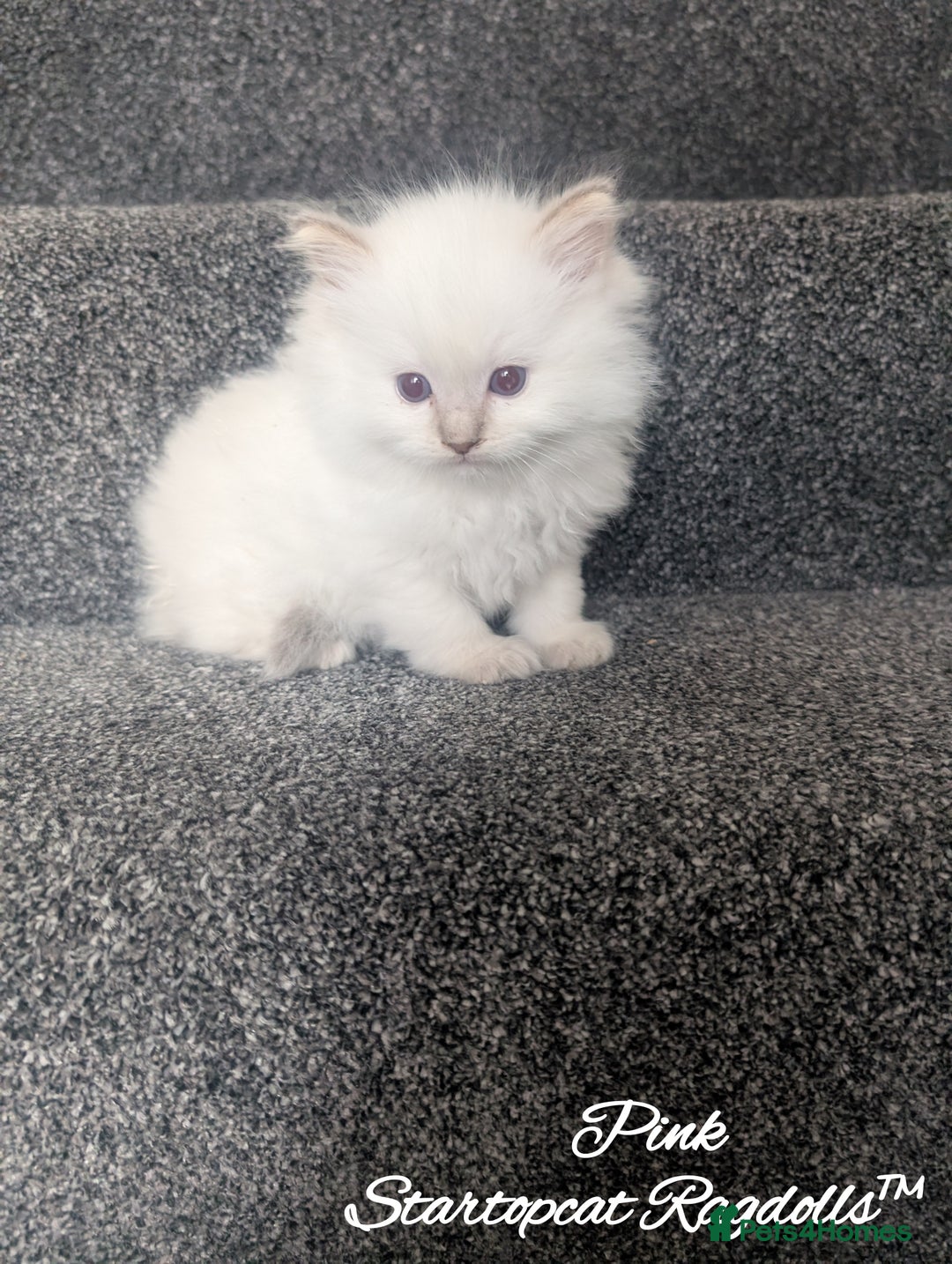 Ragdoll cats for sale: GCCF Pedigree Ragdoll Kittens Champion Lines - Image 3