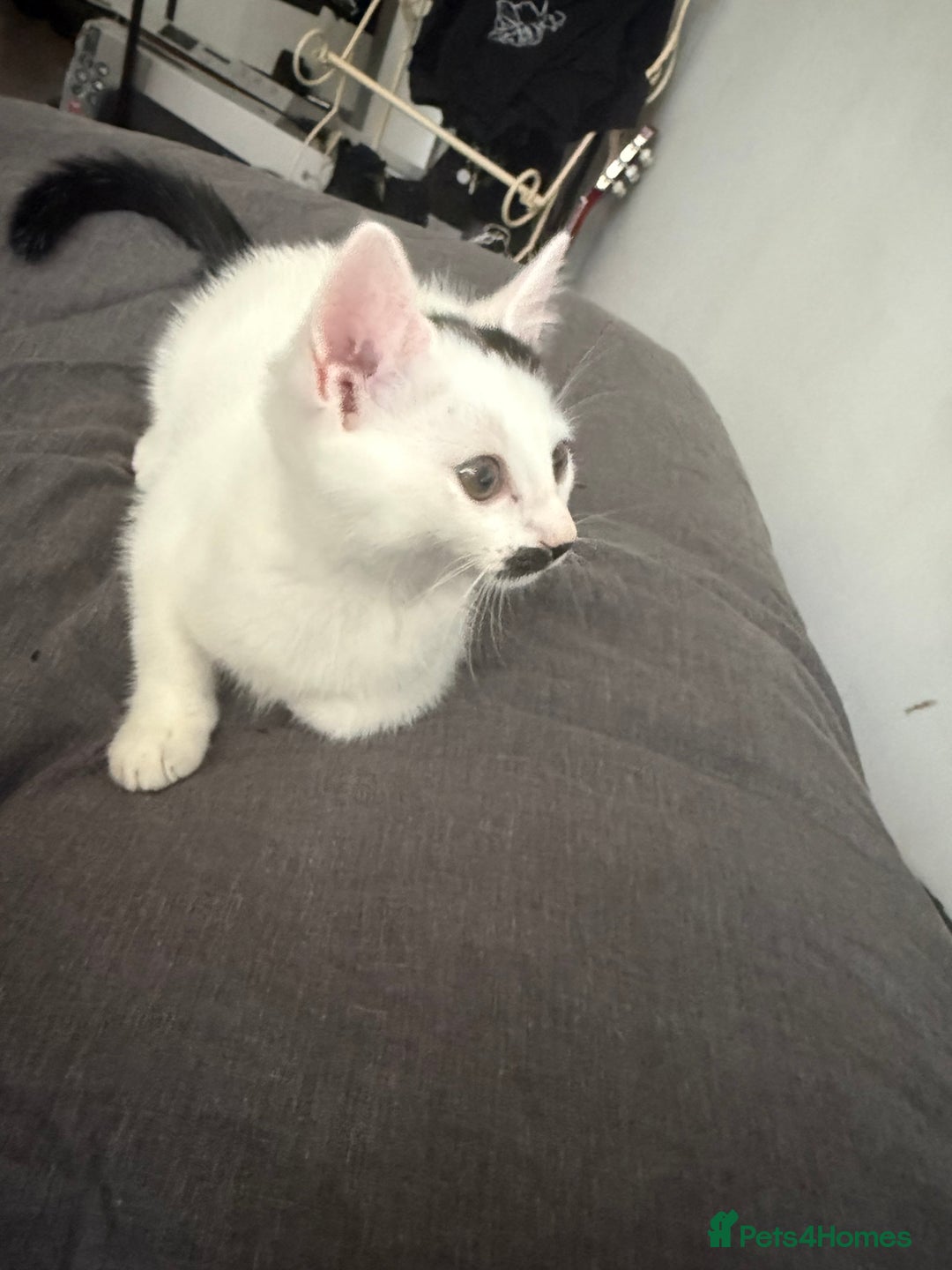 Mixed Breed cats for sale: Mixed Kitten for Sale - Image 2