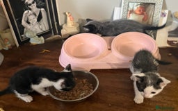 British Shorthair cats for sale: 3 grey beautiful girls  - Image 6