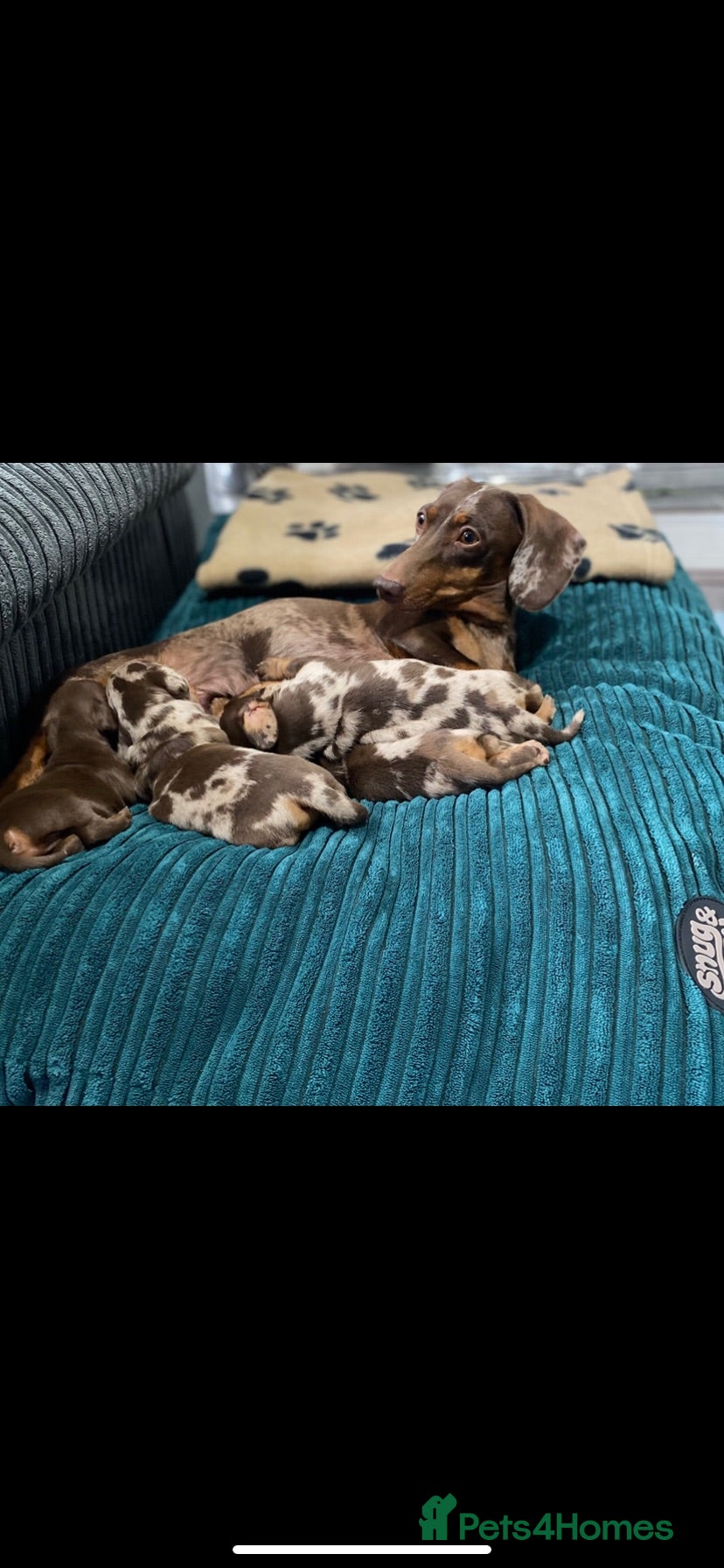 Miniature Dachshund dogs Beautiful smooth haired mini dachshunds😍 - Advert 1