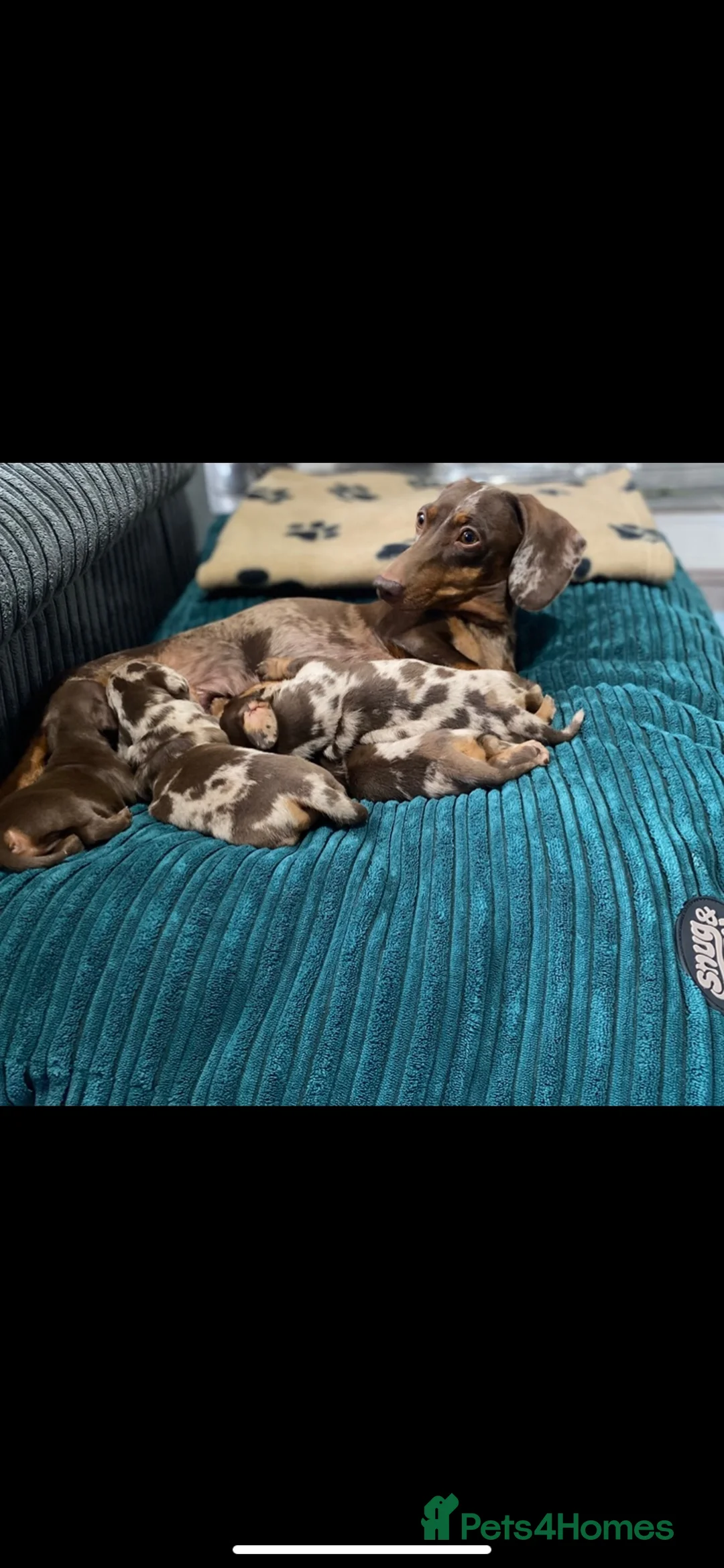 Miniature Dachshund dogs for sale: Beautiful smooth haired mini dachshunds😍 - Advert 1