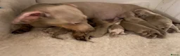 Miniature Dachshund dogs for sale: Very small but cute mini dachshund  - Advert 11