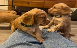 Cocker Spaniel dogs for sale: Perfect working cocker spaniel puppies  - Image 14