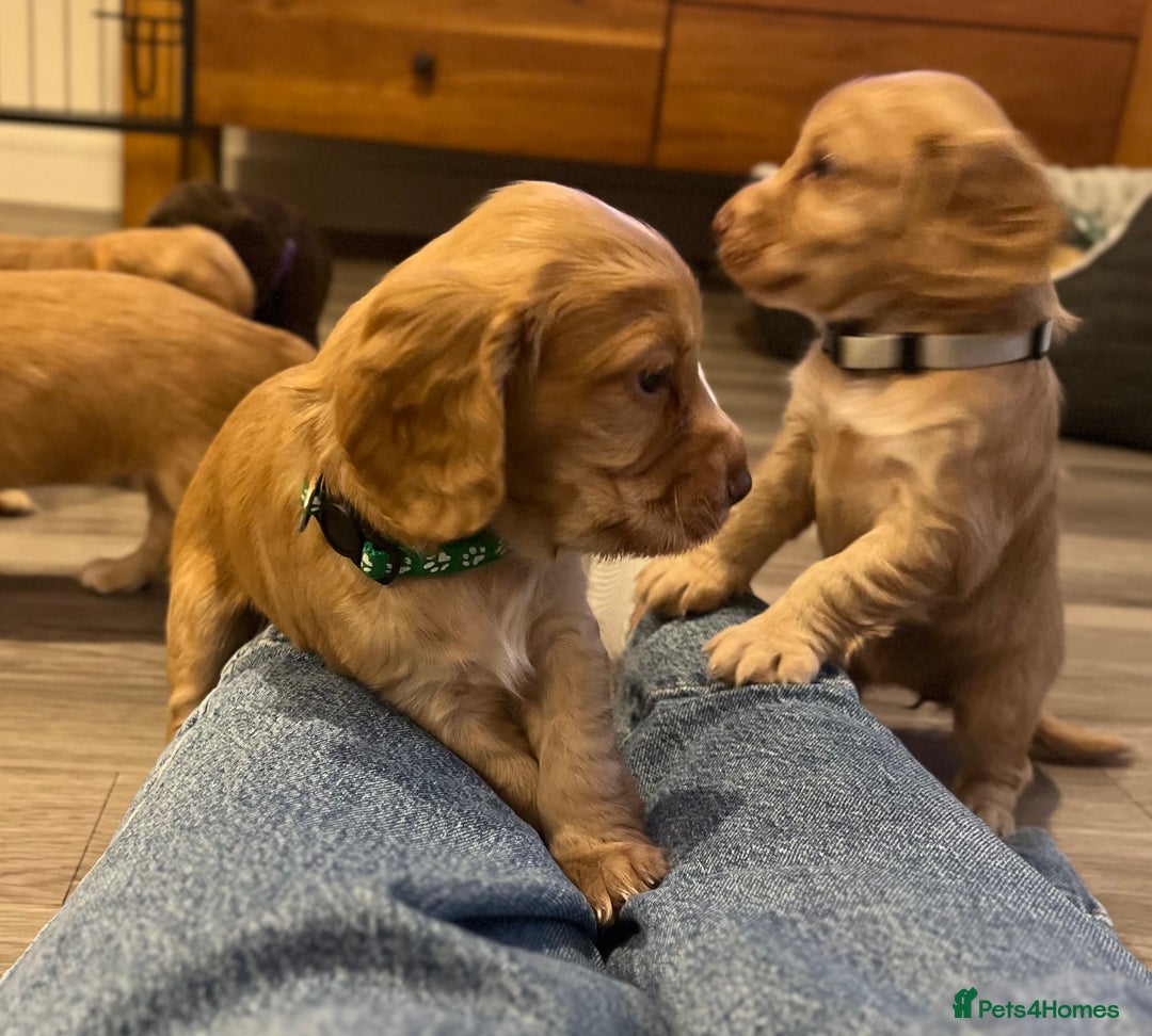 Cocker Spaniel dogs for sale: Perfect working cocker spaniel puppies  - Image 14