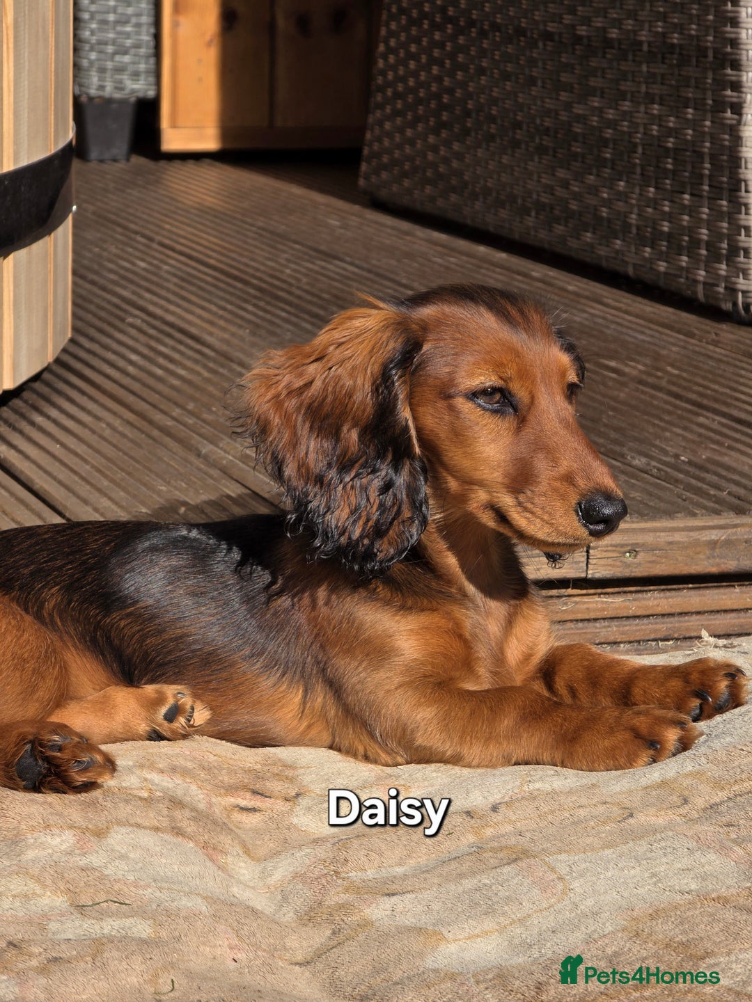 Dachshund dogs for sale: Red long-haired standard dachshund puppies - Image 29
