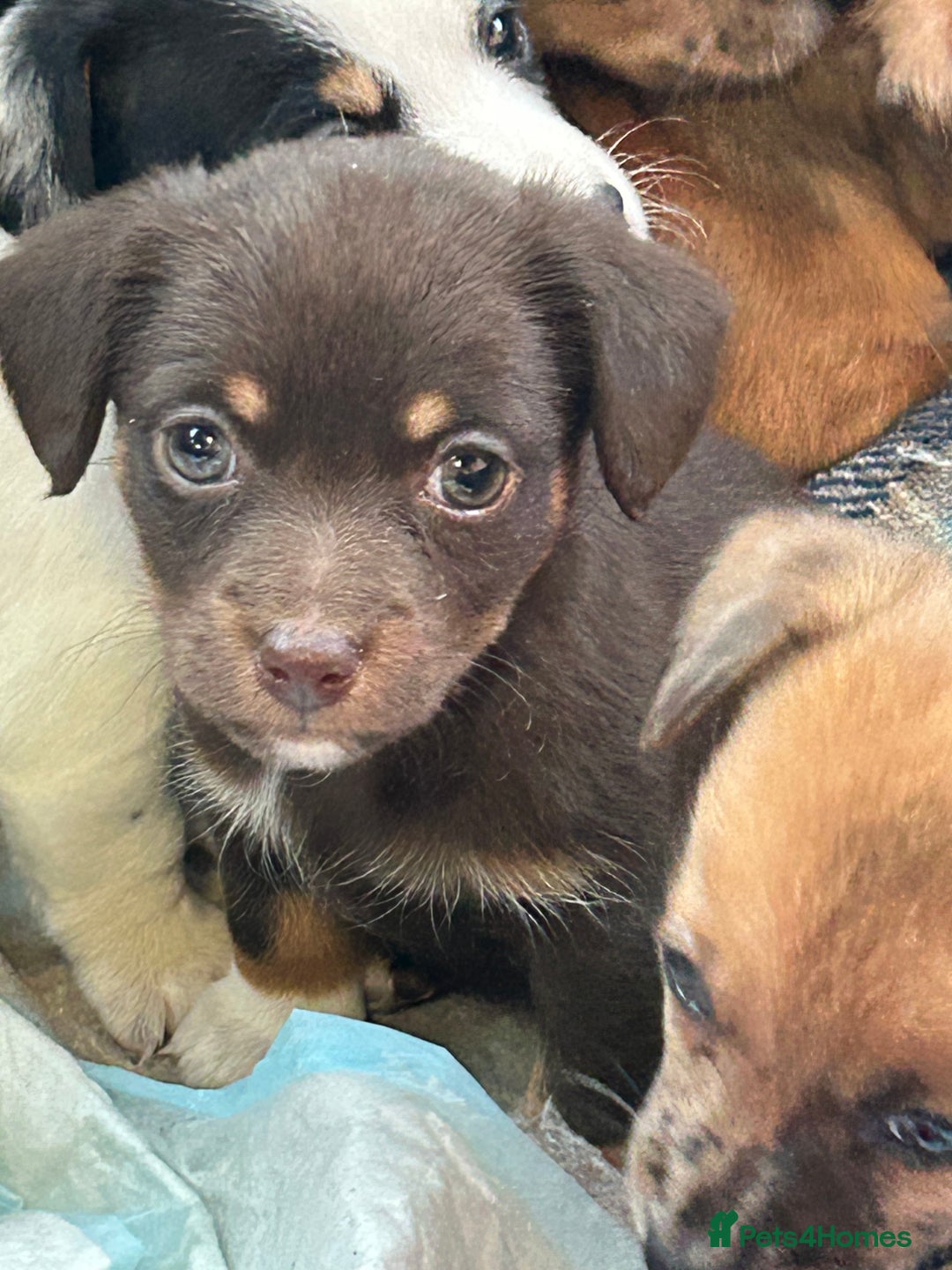 Jack Russell dogs for sale: Beautiful Mini Jack Russell Puppies  - Image 27