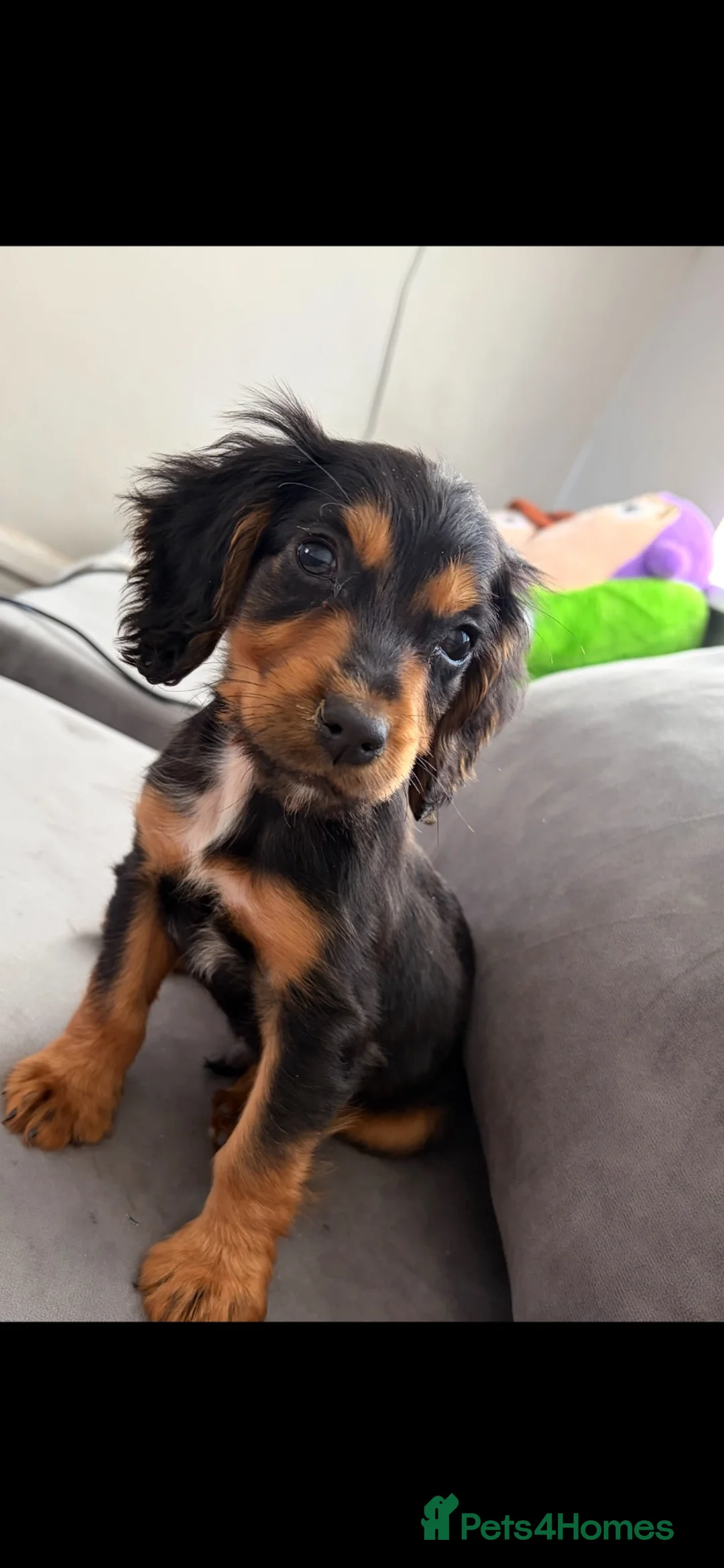 Cocker Spaniel dogs for sale: Kc registered cocker spaniel boy in Peterlee - Advert 4