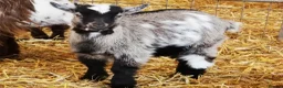 Goats livestock for sale: Gorgeous Wether Pygmy goat kids for Sale.  - Advert 16