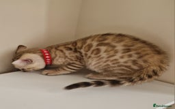 Bengal cats for sale: Stunning Glittered Pedigree Benga kittens  - Image 36