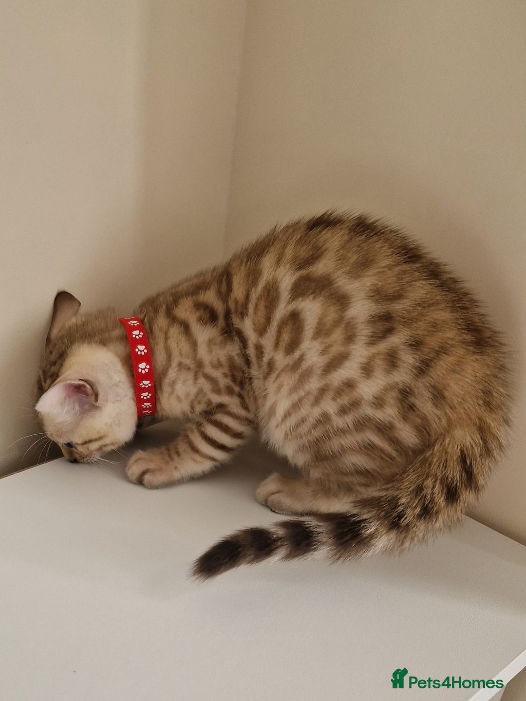 Bengal cats for sale: Stunning Glittered Pedigree Benga kittens  - Image 36