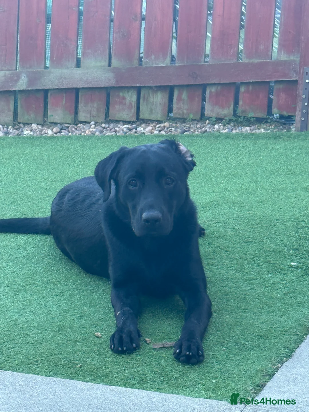 Labrador Retriever dogs for sale: 1 year old Lab Murphy - Advert 4
