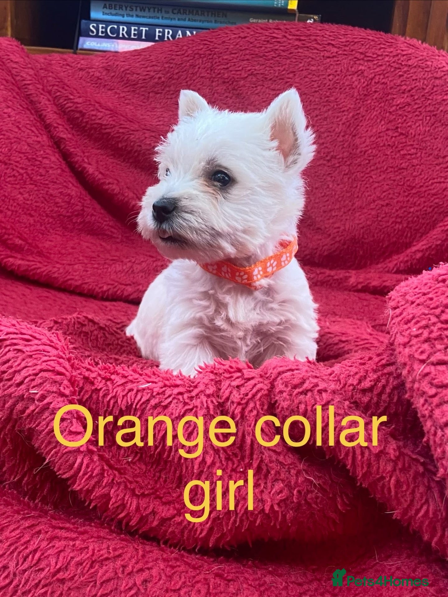 West Highland Terrier dogs Beautiful West Highland puppies for sale - Advert 2