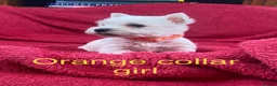 West Highland Terrier dogs for sale: Beautiful West Highland puppies for sale - Advert 4
