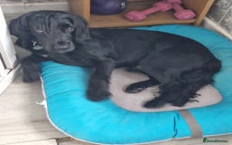 Cocker Spaniel dogs for sale: Loki  - Image 4