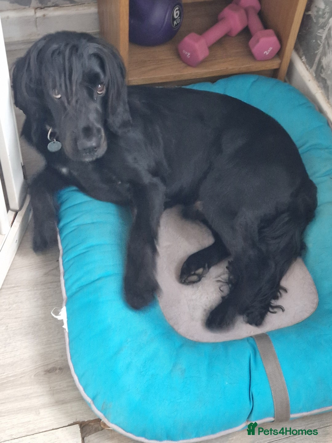 Cocker Spaniel dogs for sale: Loki  - Image 4