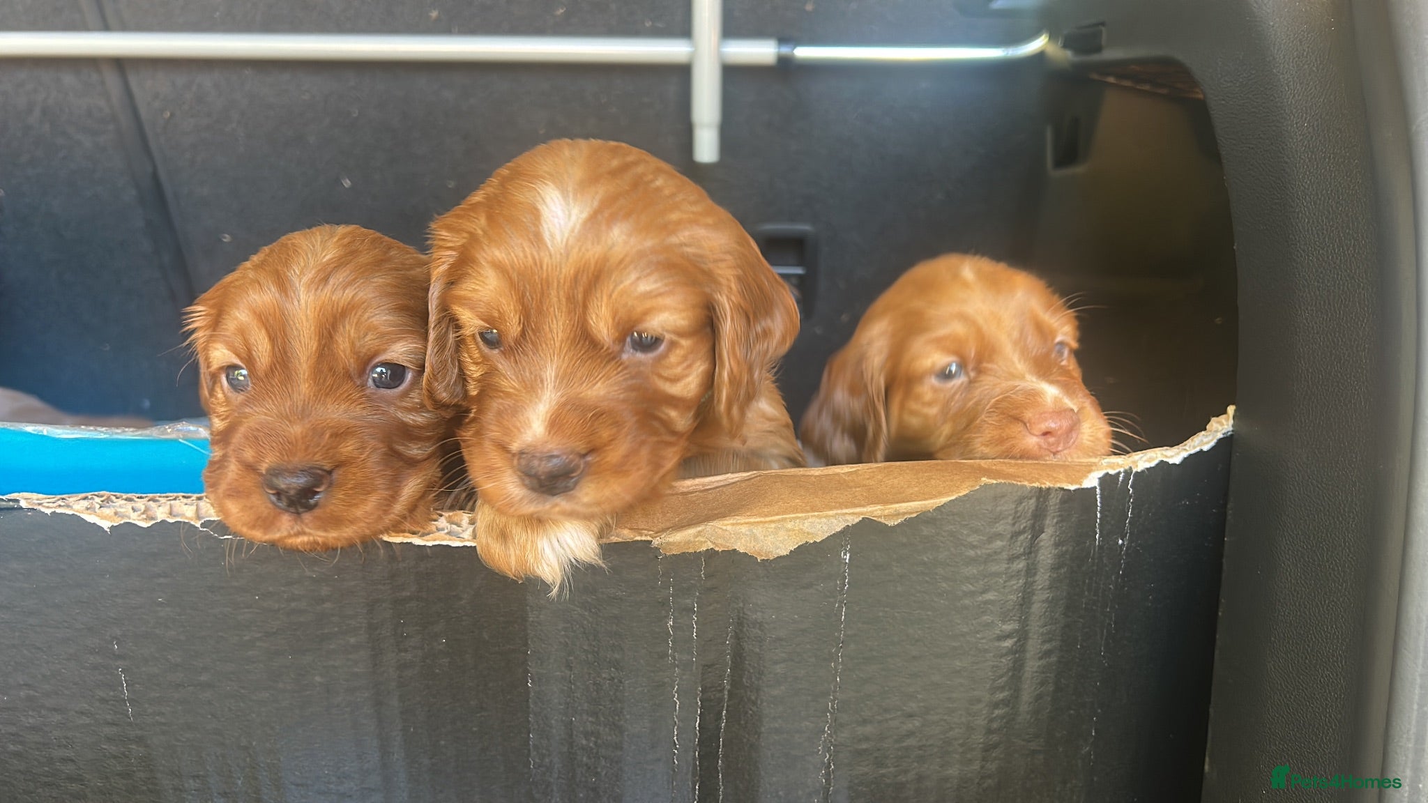 Cocker Spaniel dogs Red Working Cocker Spaniels - Advert 2
