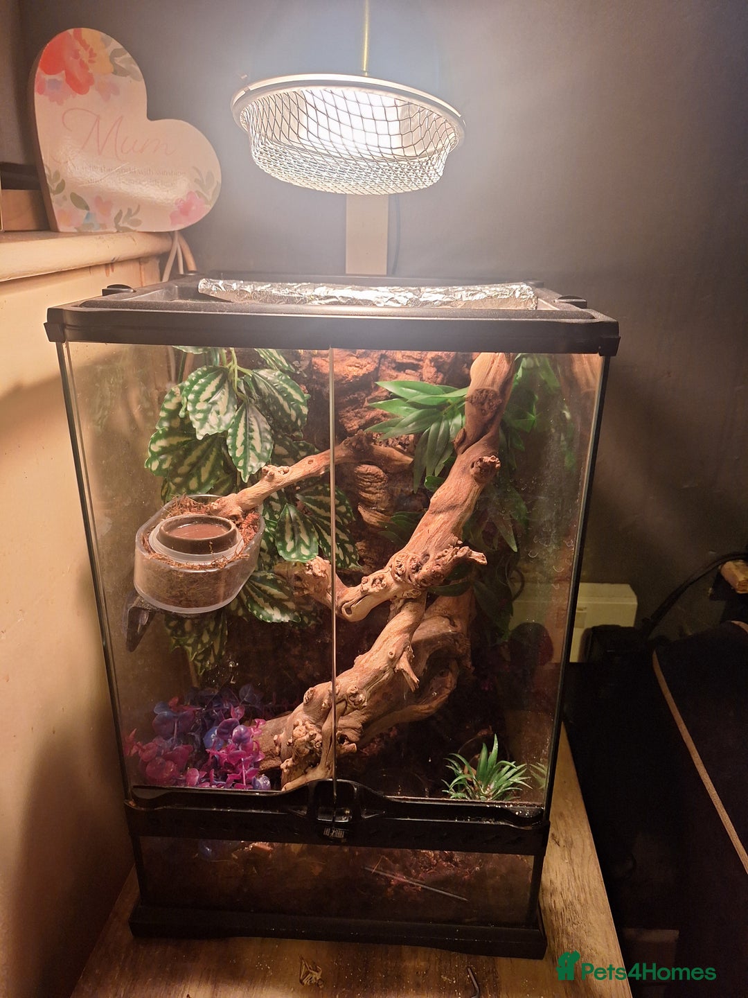 Gecko reptiles for sale: Harlequin Crested gecko with full setup - Advert 2
