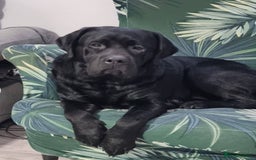 Labrador Retriever dogs for stud: Proven Fully DNA Tested for Stud in Harlow - Image 1