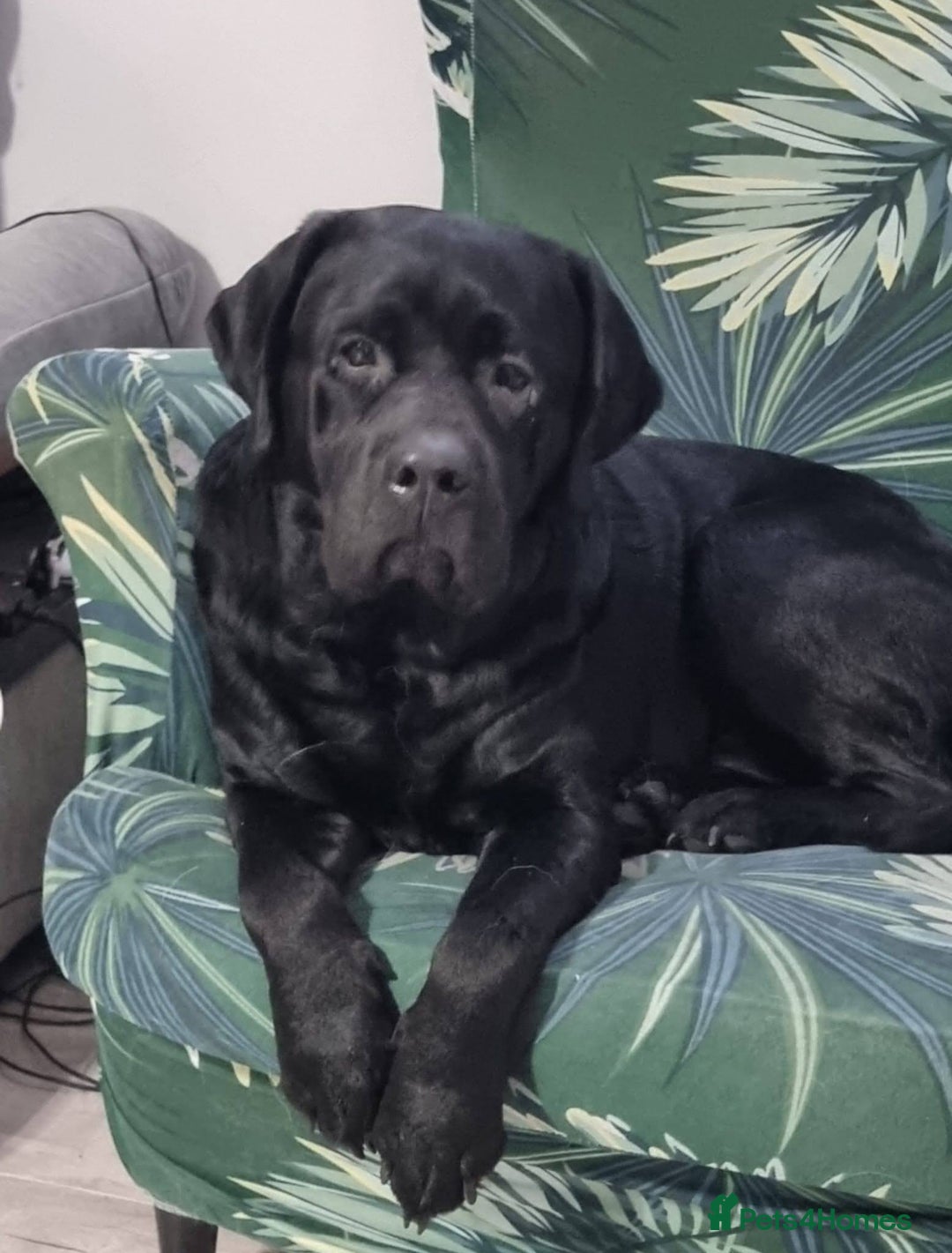 Labrador Retriever dogs for stud: Proven Fully DNA Tested for Stud in Harlow - Image 1