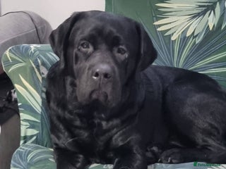 Labrador Retriever dogs in Harlow - Advert 27