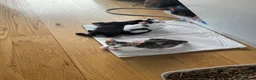 Mixed Breed cats for sale: Beautiful litter is Siamese mixed breed kittens - Advert 22