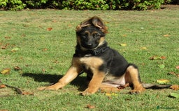 German Shepherd dogs for sale: *Quality GSD puppies for sale - Image 5