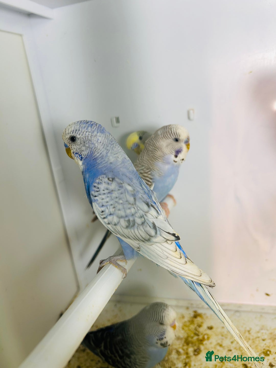 Budgerigars birds for sale: Stunning baby rainbow/pied budgies  in Luton - Image 28