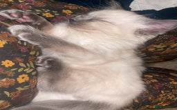 Ragdoll cats for sale: Beautiful kitten  - Advert 7