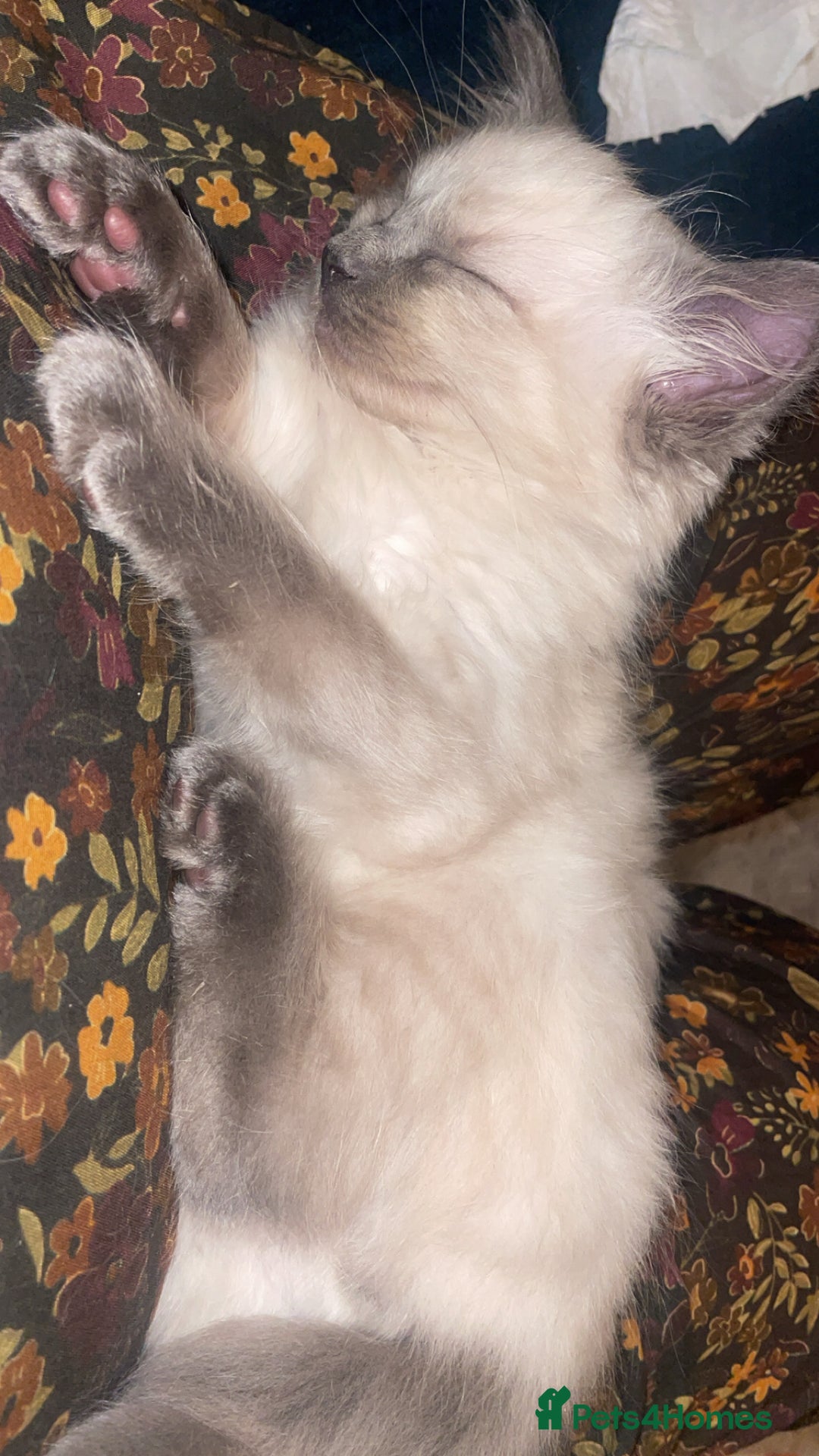 Ragdoll cats for sale: Beautiful kitten  - Advert 7
