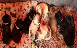 French Bulldog dogs for sale: 9 Beautiful French Bulldog Puppies for Sale - Image 22
