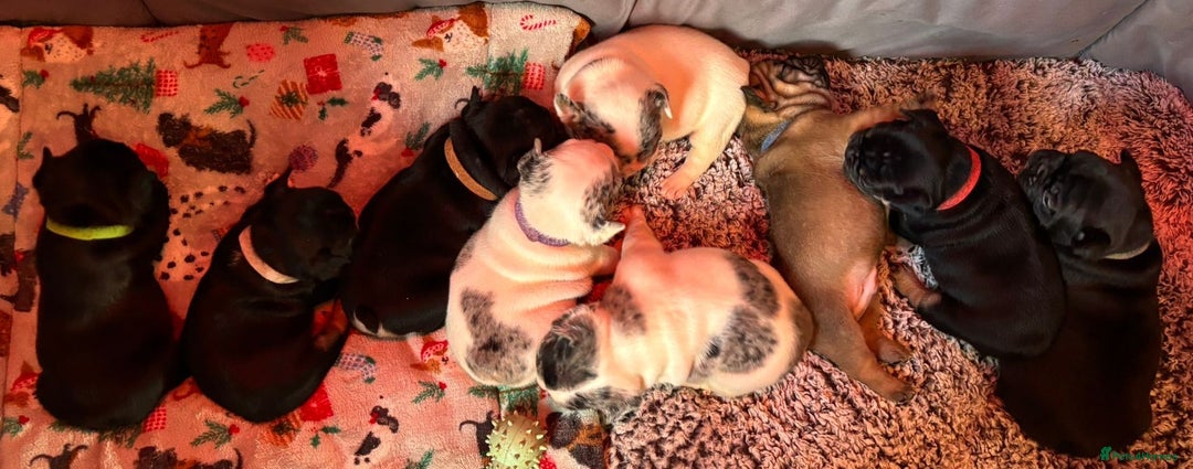 French Bulldog dogs for sale: 9 Beautiful French Bulldog Puppies for Sale - Image 22