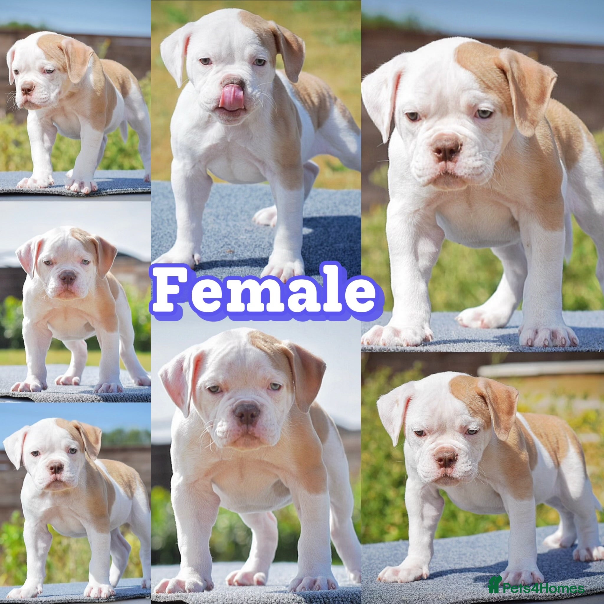 Olde English Bulldogge dogs 24 YEARS PROS, 5⭐️RATED LICENSED & REGISTERED  - Advert 17