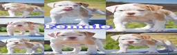 Olde English Bulldogge dogs for sale: 24 YEARS PROS, 5⭐️RATED LICENSED & REGISTERED  in Wisbech - Advert 1