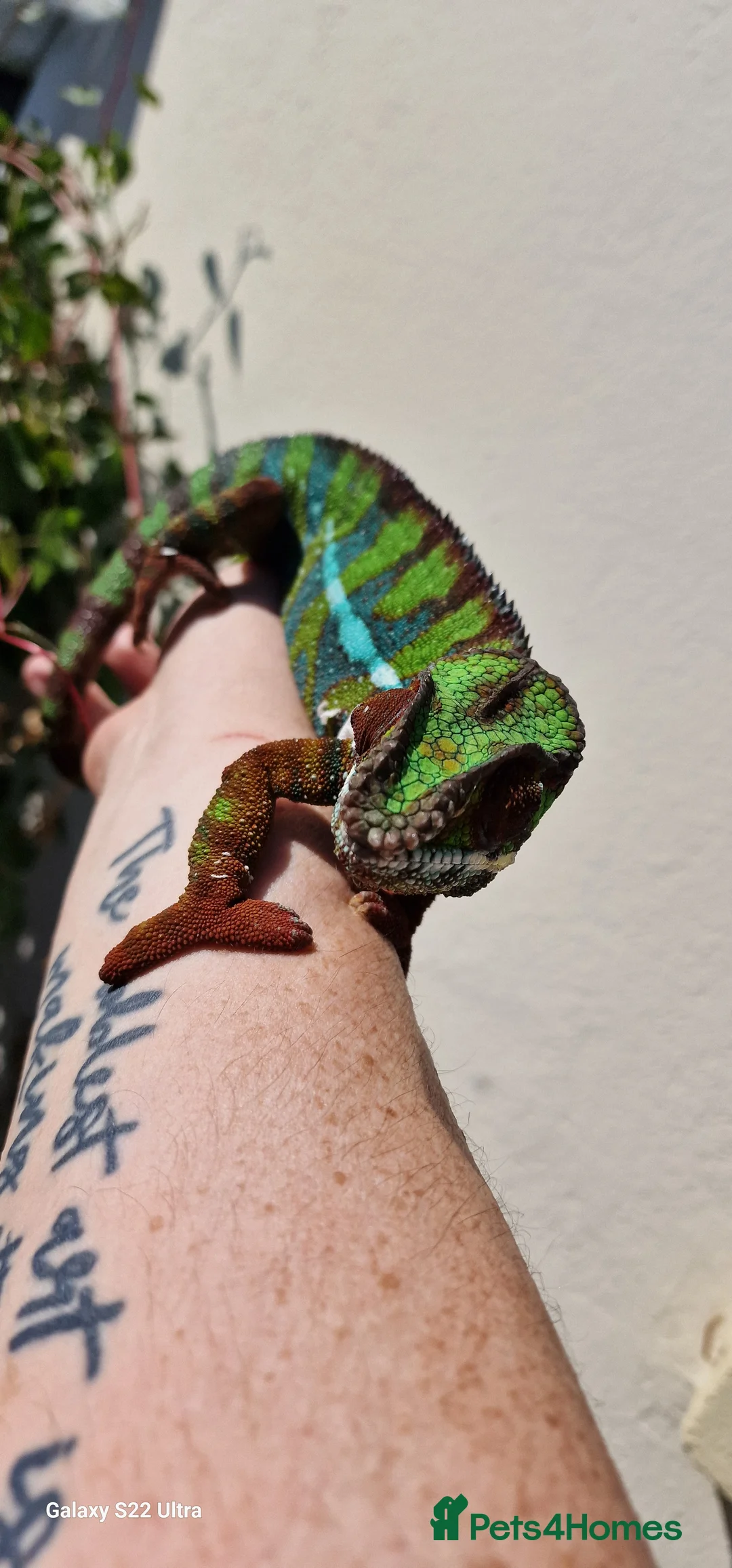 Chameleon reptiles for sale: Ambilobe Panther Chameleon Male - Advert 8