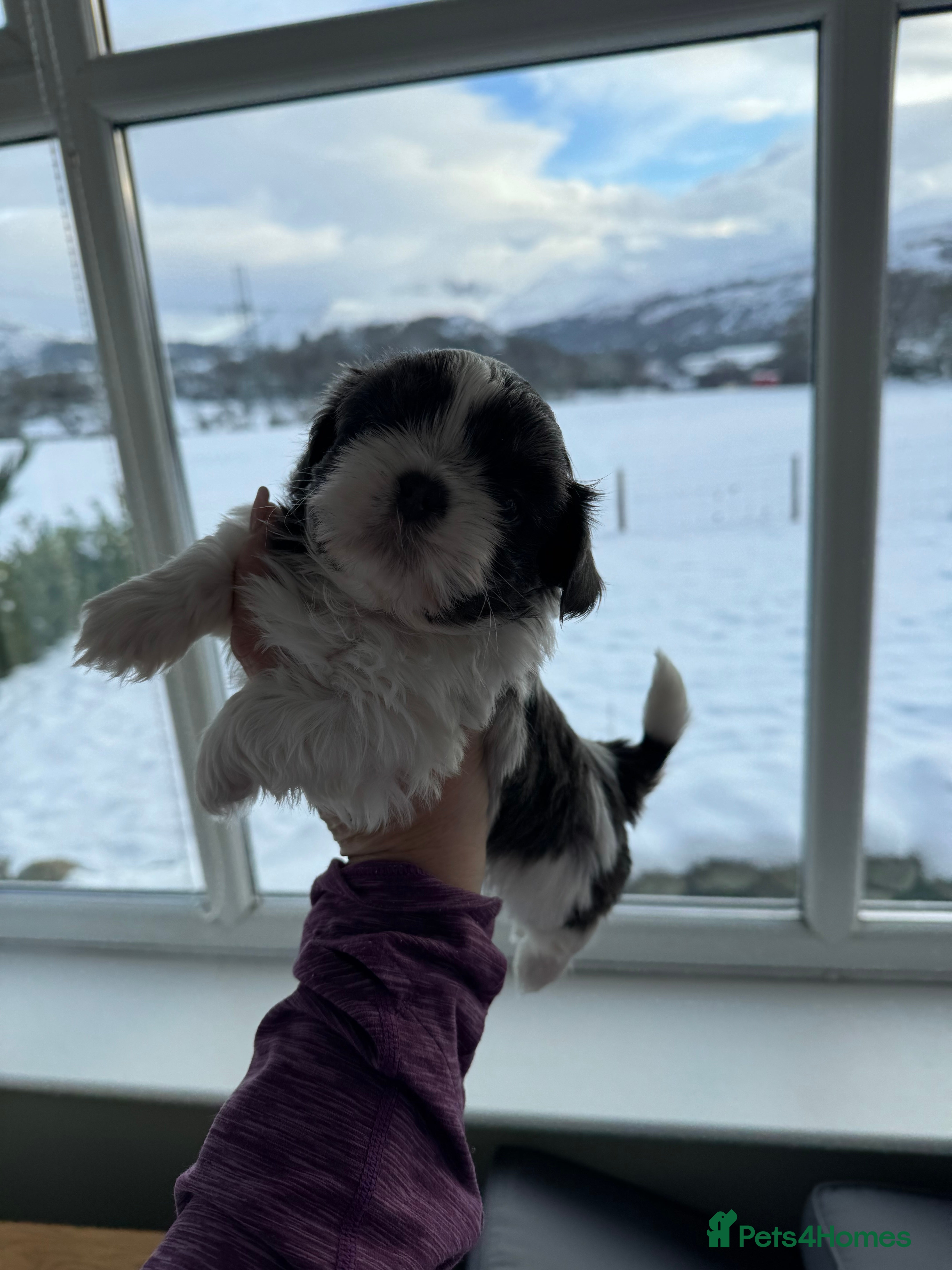 Shih Tzu dogs Imperial Shih-Tzu Puppies - Advert 3