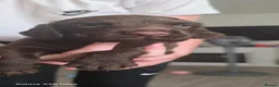 Cocker Spaniel dogs for stud: Cocker spanels pups - Advert 3