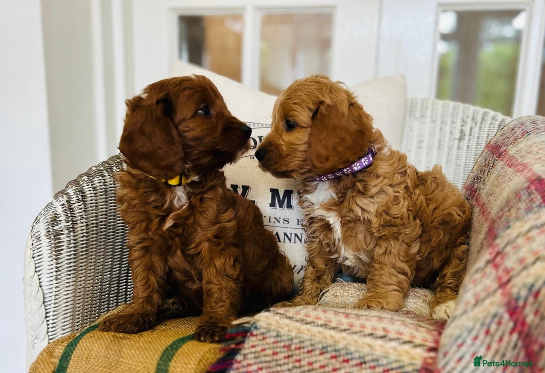 Cavapoo dogs for sale: Adorable Health Tested Cavapoo Puppies - Image 6