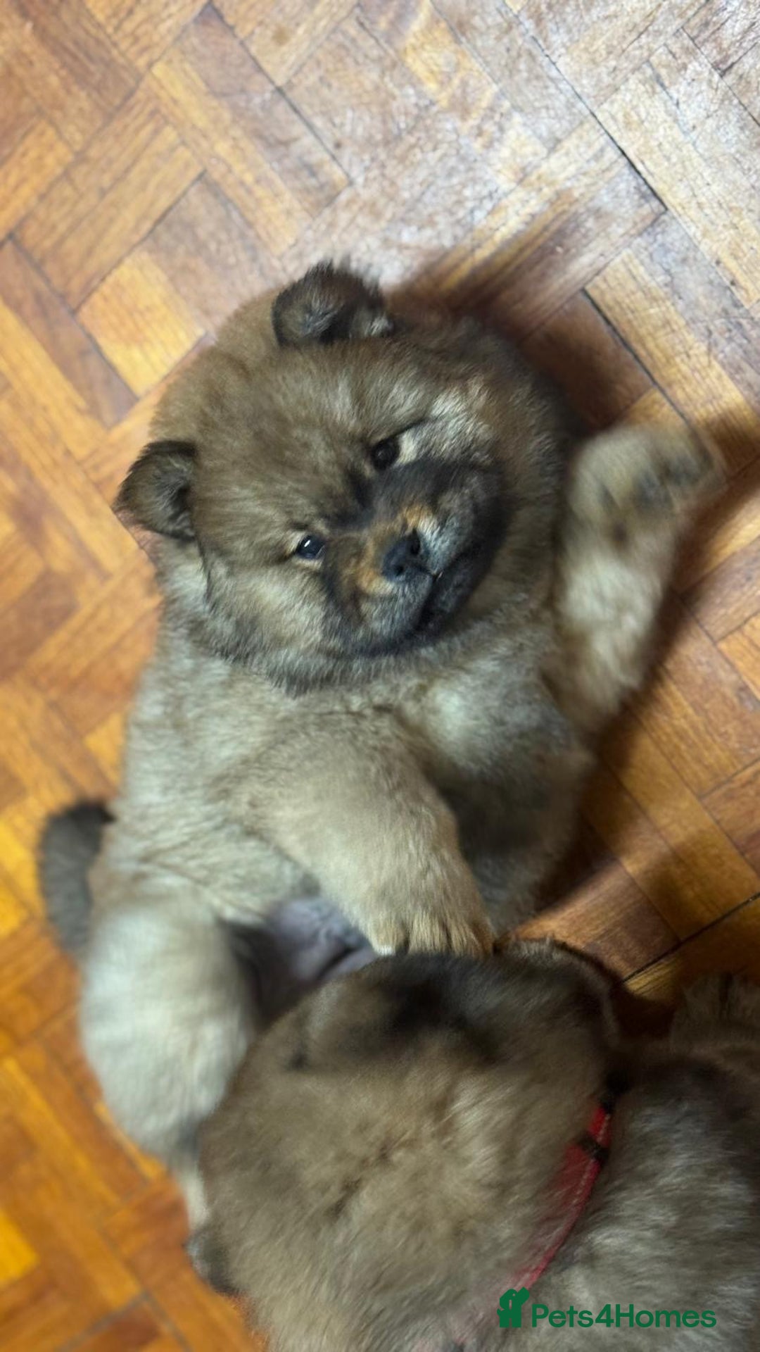 Chow Chow dogs for sale: Puppies looking for new home - Image 27